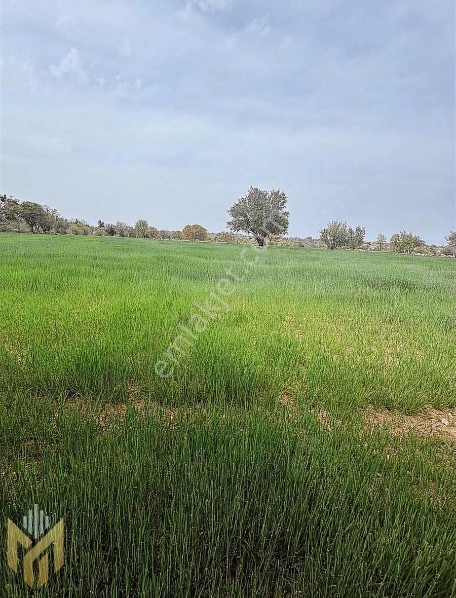 Güney Kerimlerde 24.000 M2 Verimli Tarla