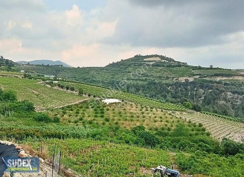 Musalı Da Satılık 3700 M2 Müstakil Tapulu Satılık Kayısı Bahçesi
