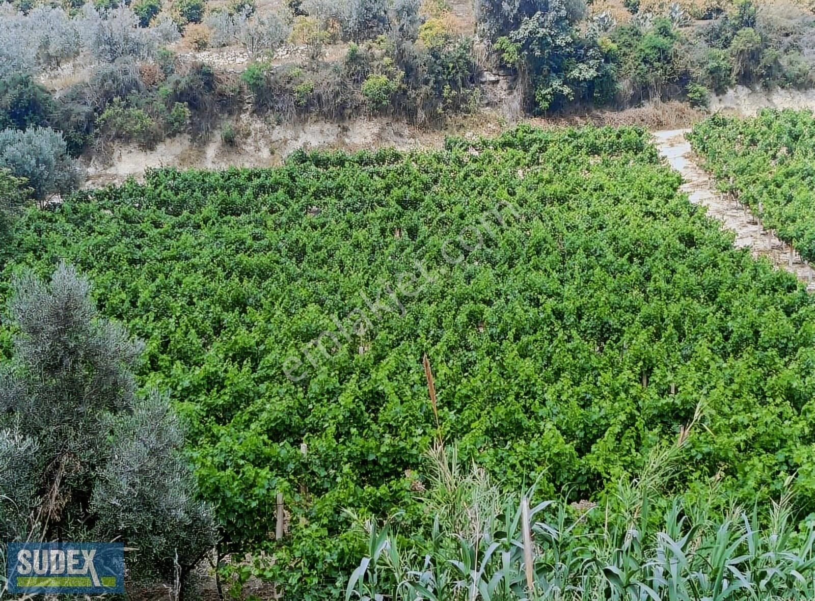 Çelebil De Satılık Üzüm Bağı