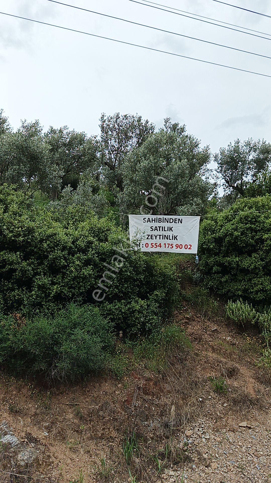 Şirince Desahininden