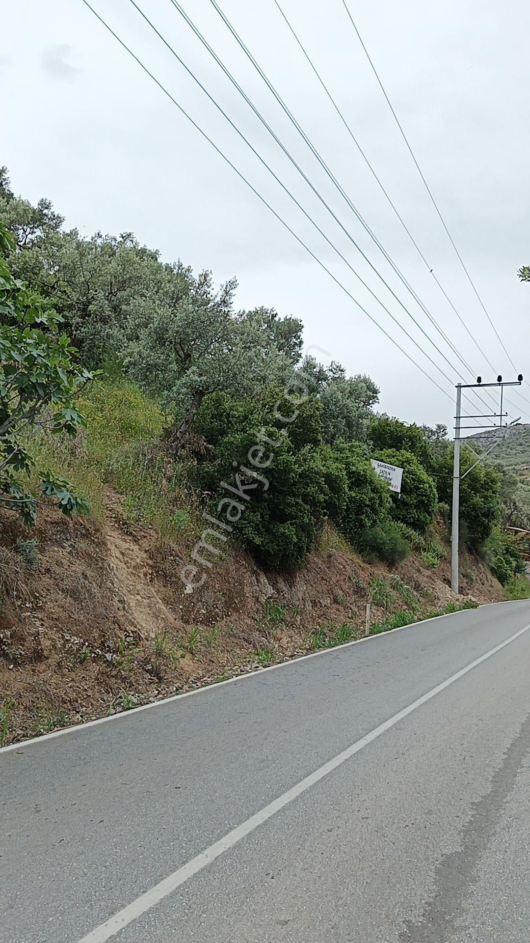 Şirince Satılık Zeytinlik - Görsel 3