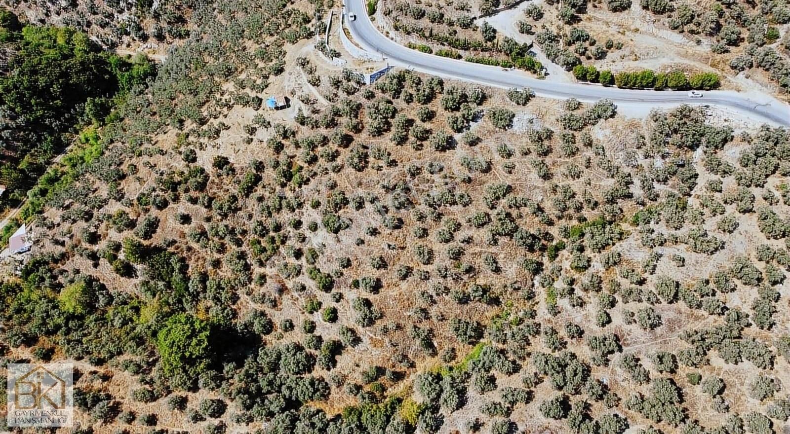 İzmir Selçuk Şirincede Kadastral Yola Cepheli Satılık Zeytinlik