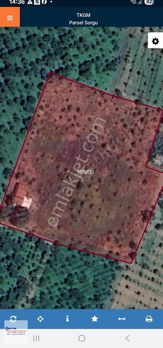 Kemalpaşa Yukarıkızılca'da 7440 M2 Satılık Zeytinlik