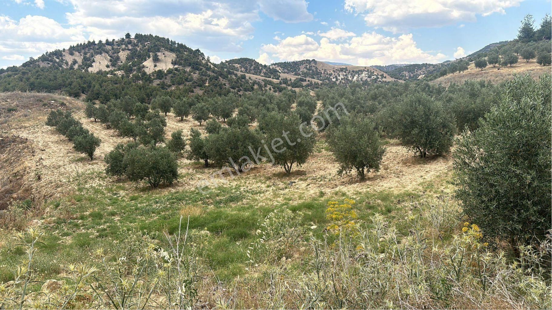 Denizli Pamukkale Güzelpınarda Kaçmaz Fırsat Zeytinlik 9355m2