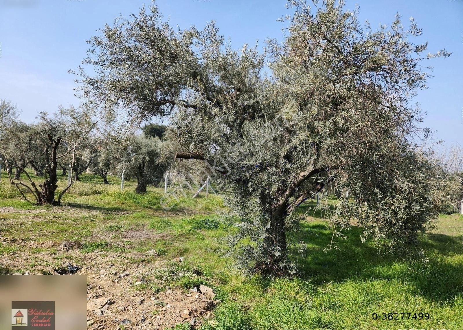 Kemalpaşa Armutlu Merkez'de Satılık 791m2 Yatırımlık Arazi - Görsel 25