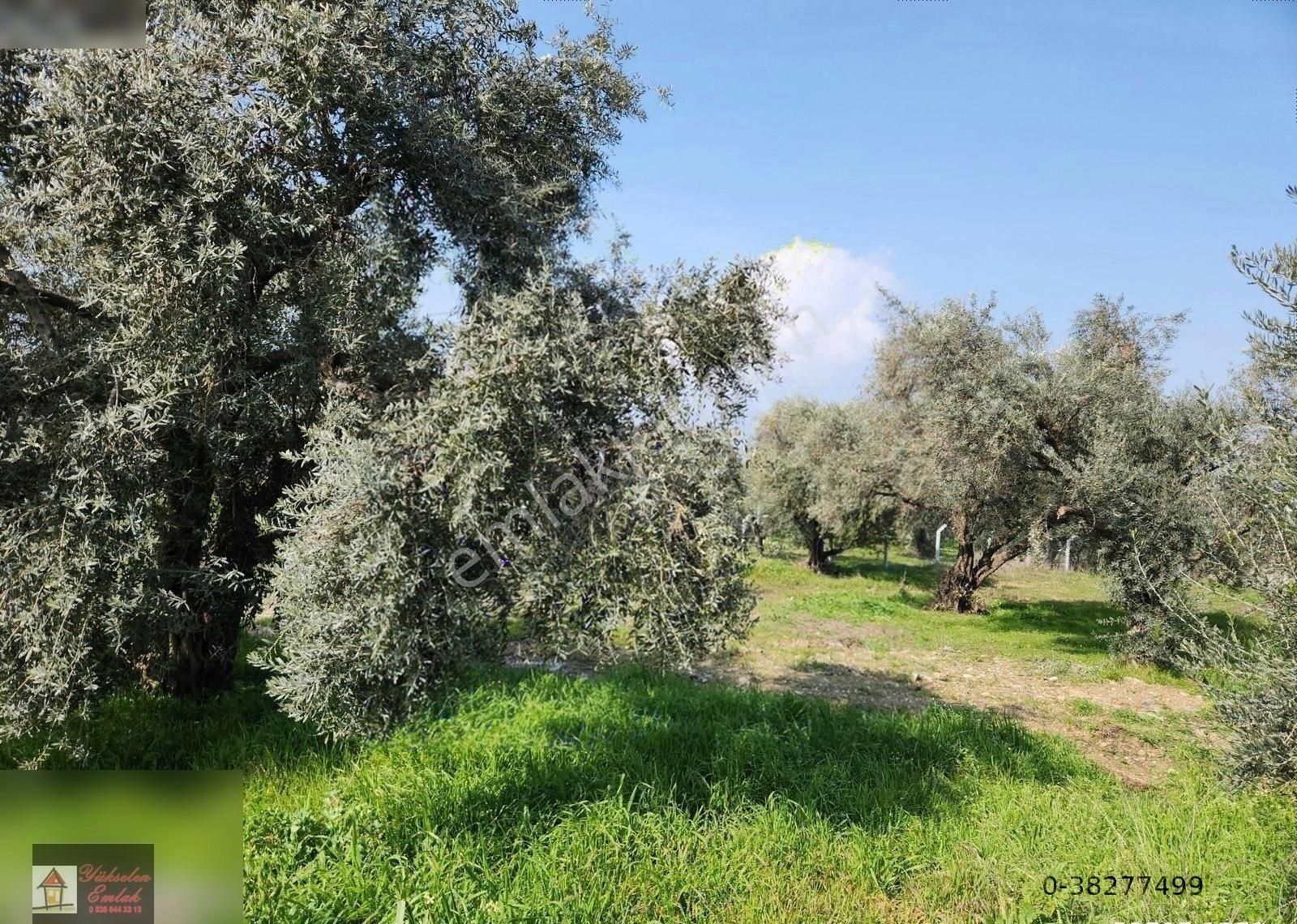 Kemalpaşa Armutlu Merkez'de Satılık 791m2 Yatırımlık Arazi - Görsel 30