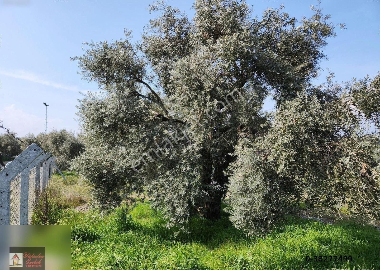Kemalpaşa Armutlu Merkez'de Satılık 791m2 Yatırımlık Arazi - Görsel 21