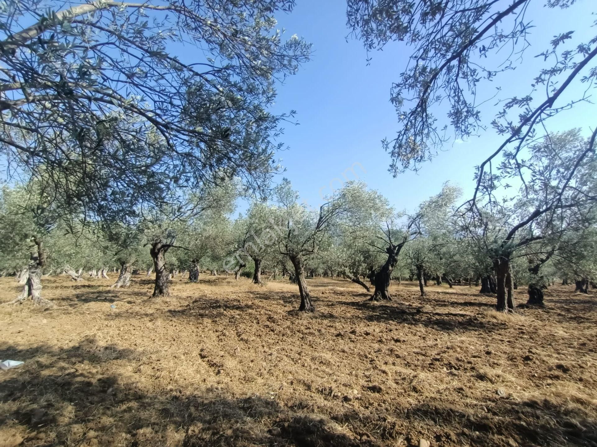 Uygar Gayrimenkul Havran Hamambaşı Mah Satılık 2850 M2 Zeytinlik - Görsel 15