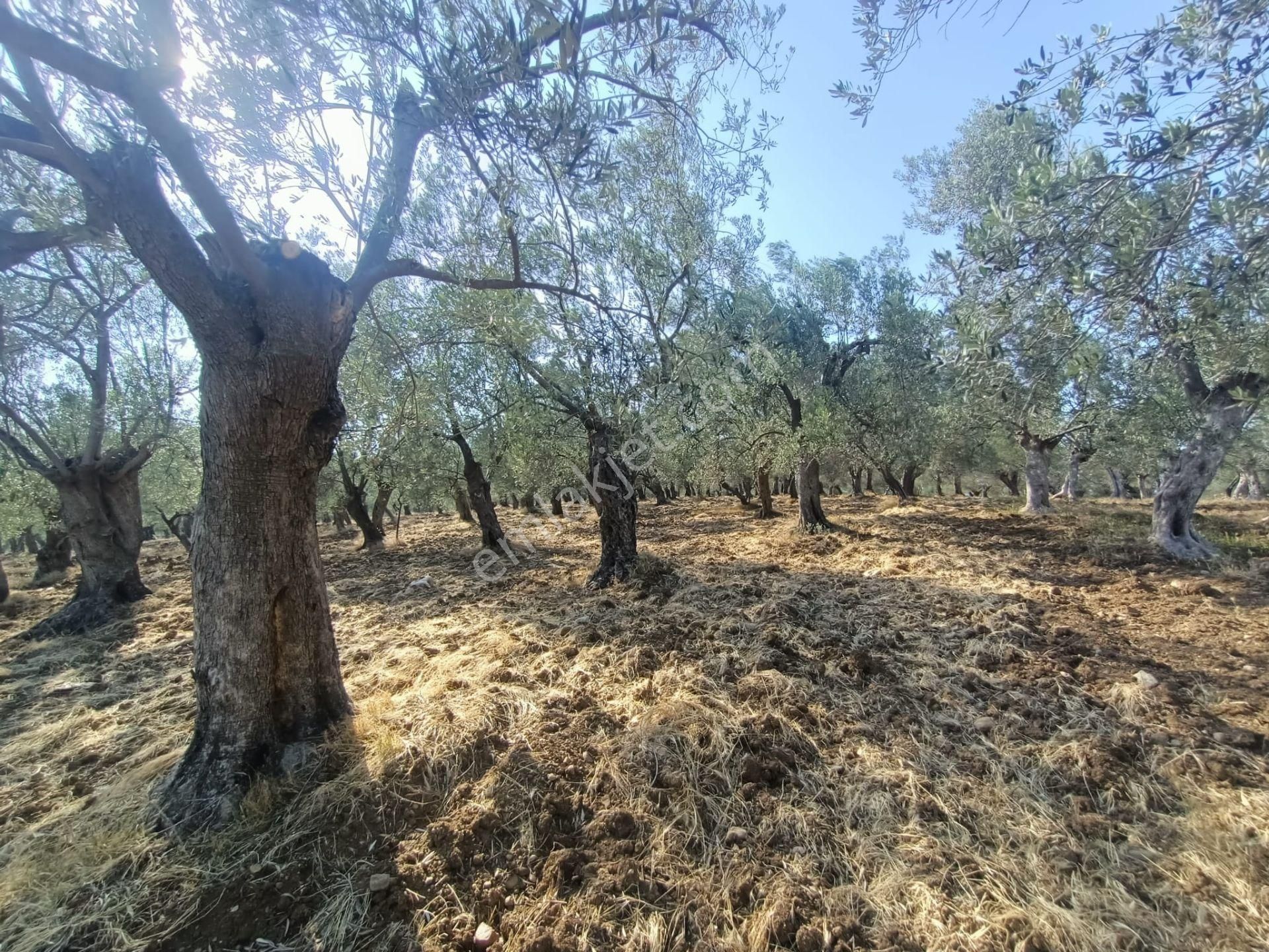 Uygar Gayrimenkul Havran Hamambaşı Mah Satılık 2850 M2 Zeytinlik - Görsel 12