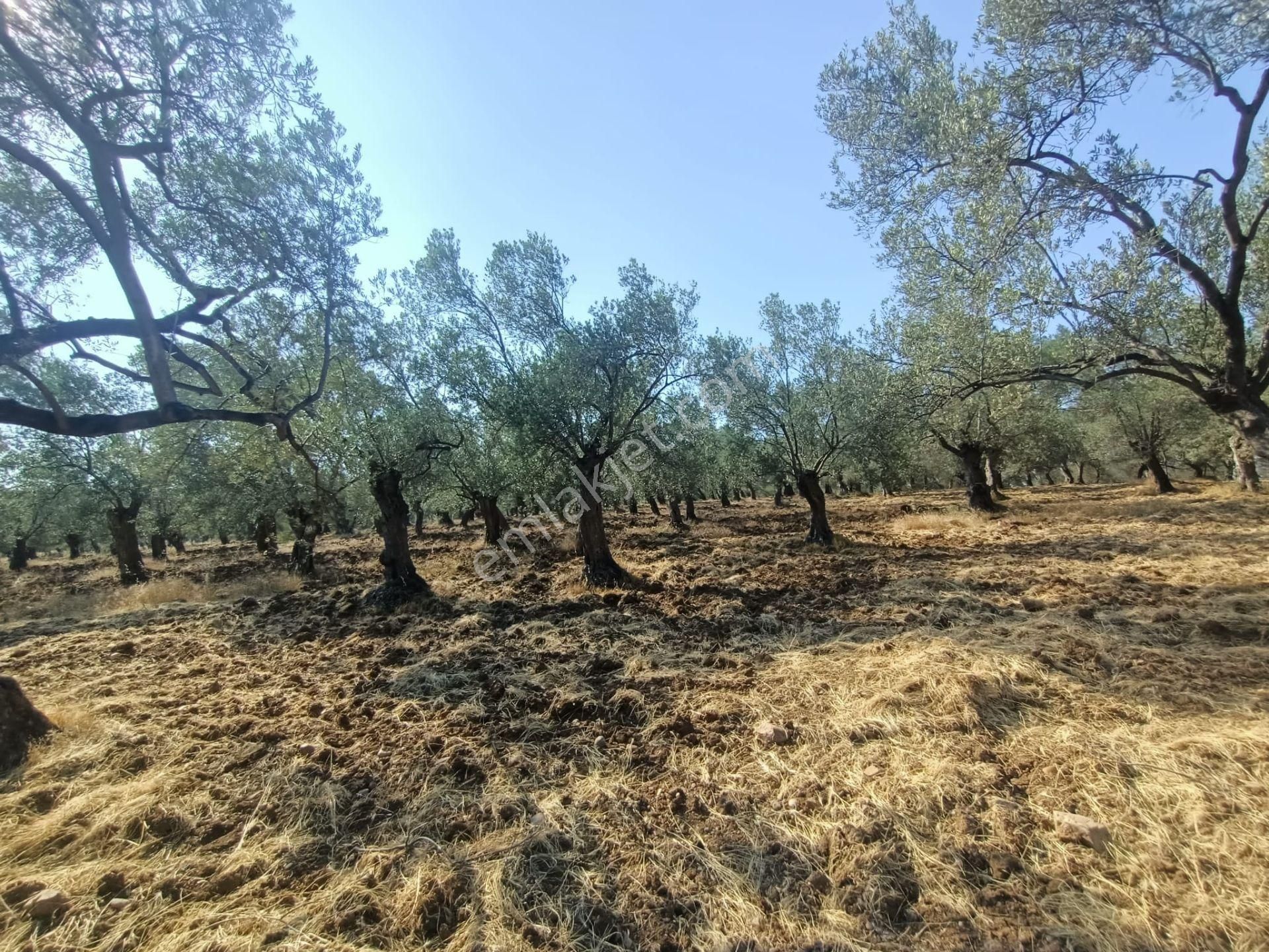 Uygar Gayrimenkul Havran Hamambaşı Mah Satılık 2850 M2 Zeytinlik - Görsel 33