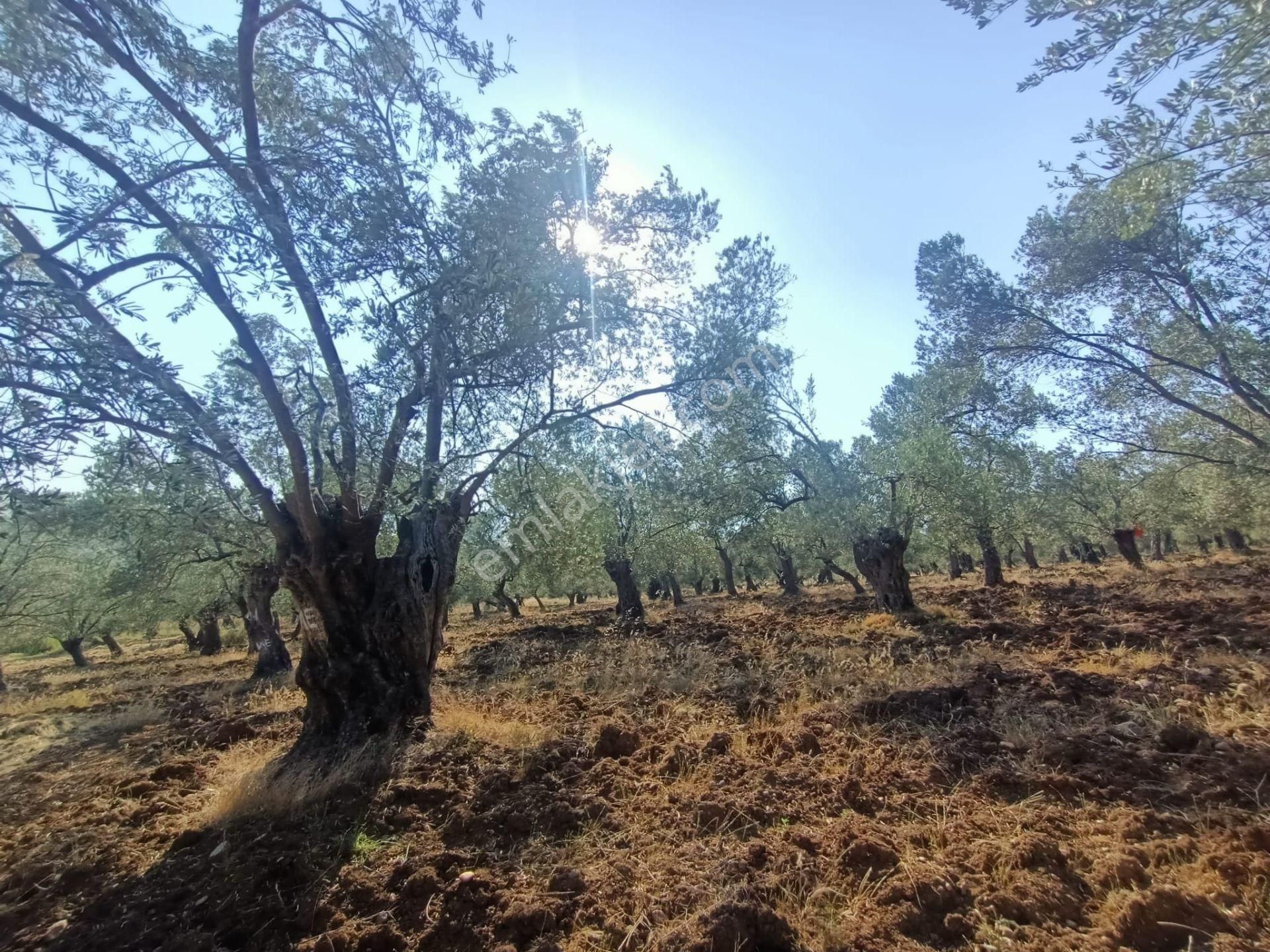 Uygar Gayrimenkul Havran Hamambaşı Mah Satılık 2850 M2 Zeytinlik - Görsel 26