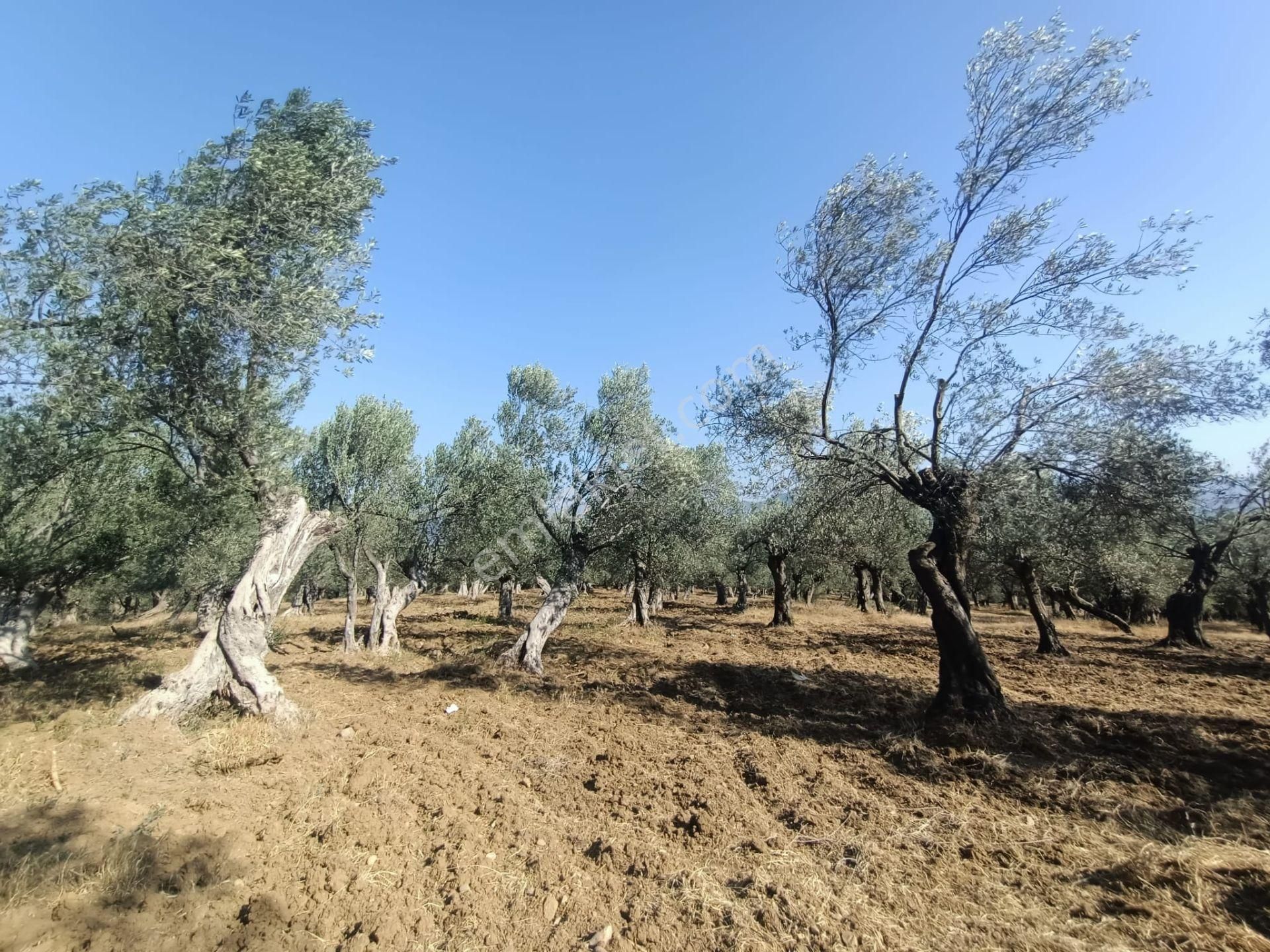 Uygar Gayrimenkul Havran Hamambaşı Mah Satılık 2850 M2 Zeytinlik - Görsel 2