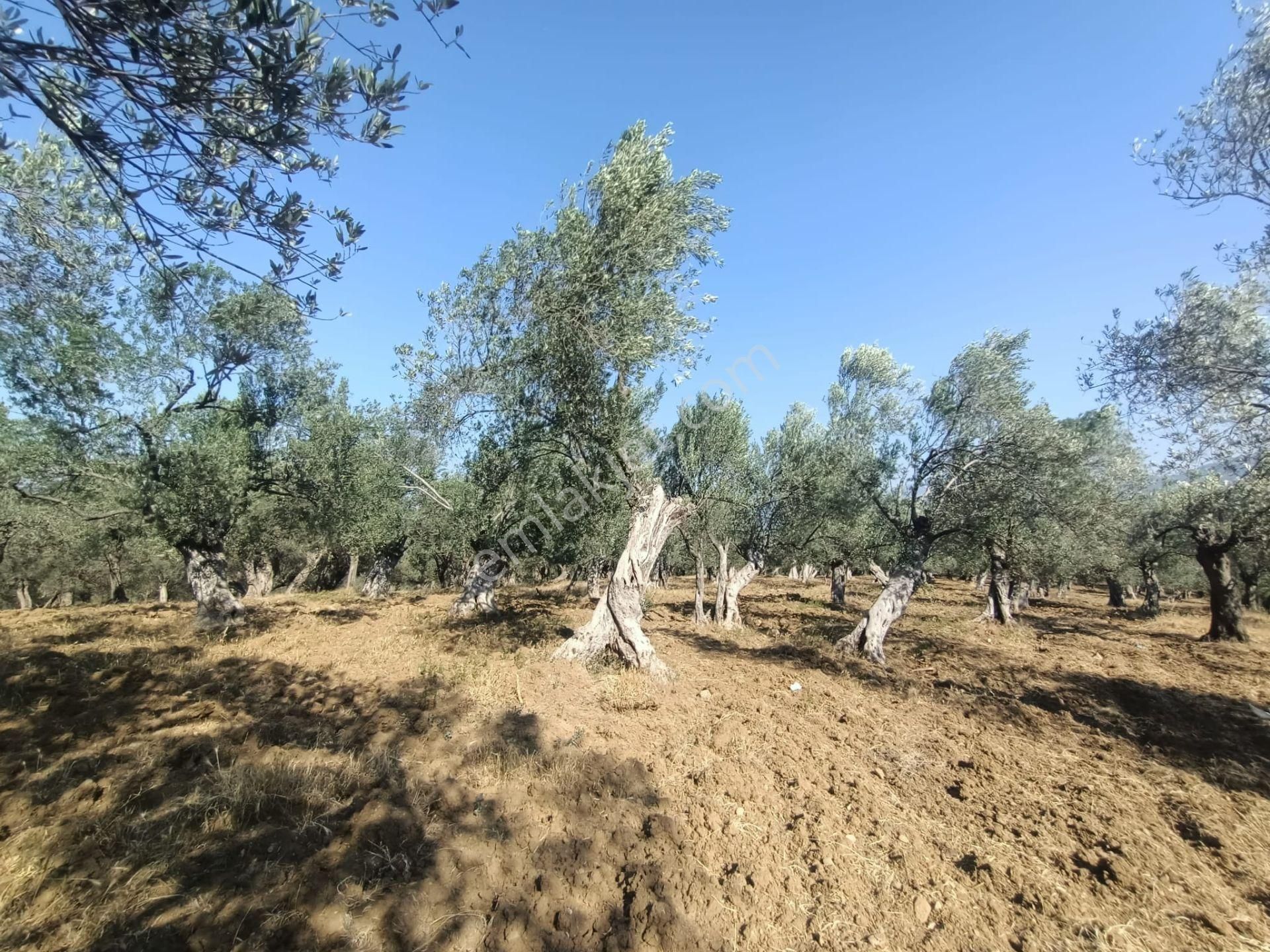Uygar Gayrimenkul Havran Hamambaşı Mah Satılık 2850 M2 Zeytinlik - Görsel 4