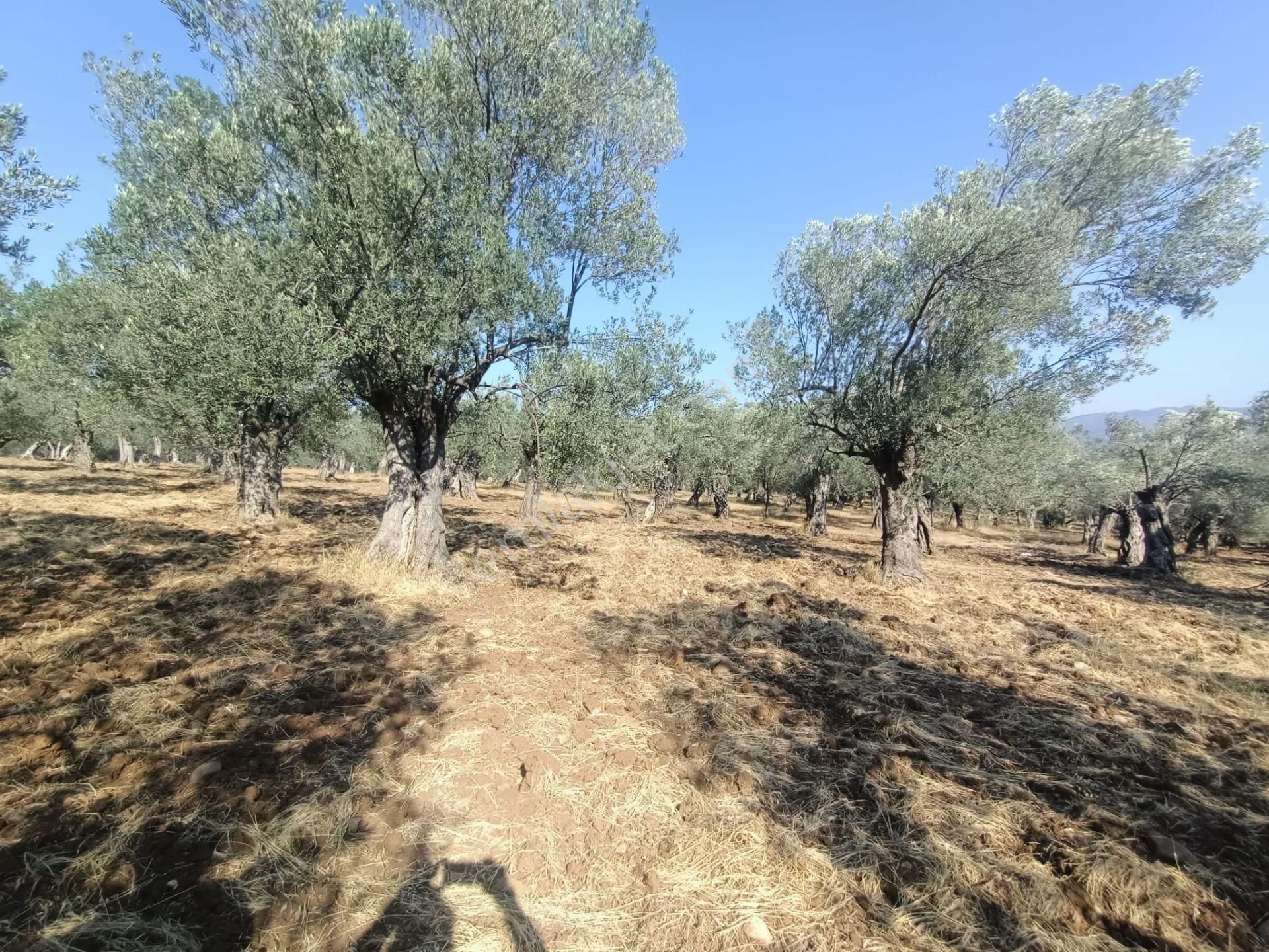Uygar Gayrimenkul Havran Hamambaşı Mah Satılık 2850 M2 Zeytinlik - Görsel 6