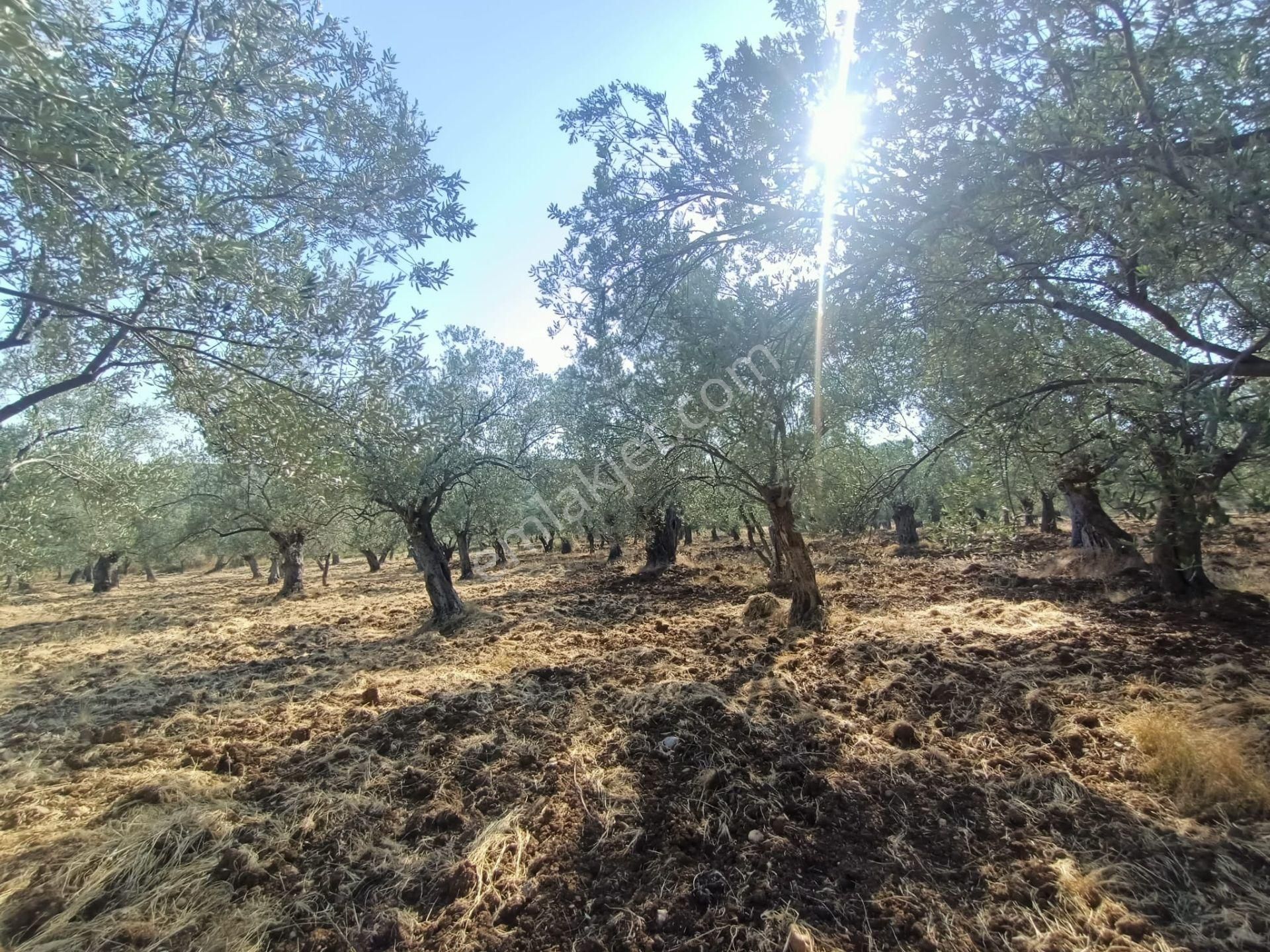Uygar Gayrimenkul Havran Hamambaşı Mah Satılık 2850 M2 Zeytinlik - Görsel 31