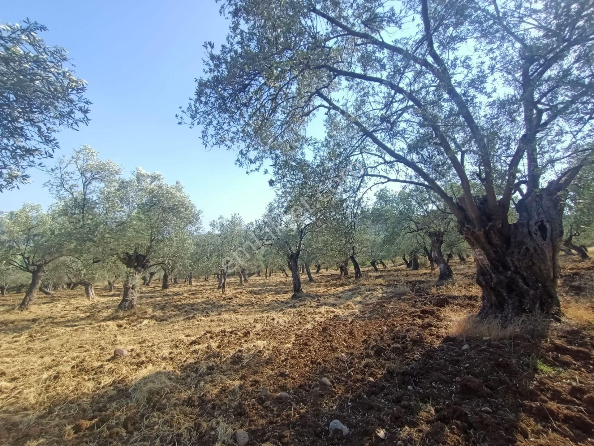 Uygar Gayrimenkul Havran Hamambaşı Mah Satılık 2850 M2 Zeytinlik - Görsel 22