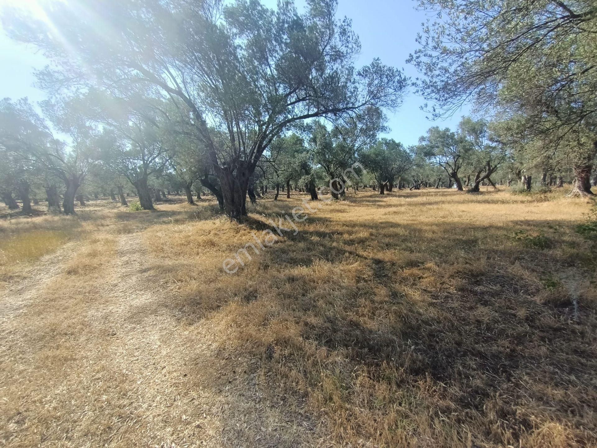 Uygar Gayrimenkul Havran Hamambaşı Mah Satılık 2850 M2 Zeytinlik - Görsel 30