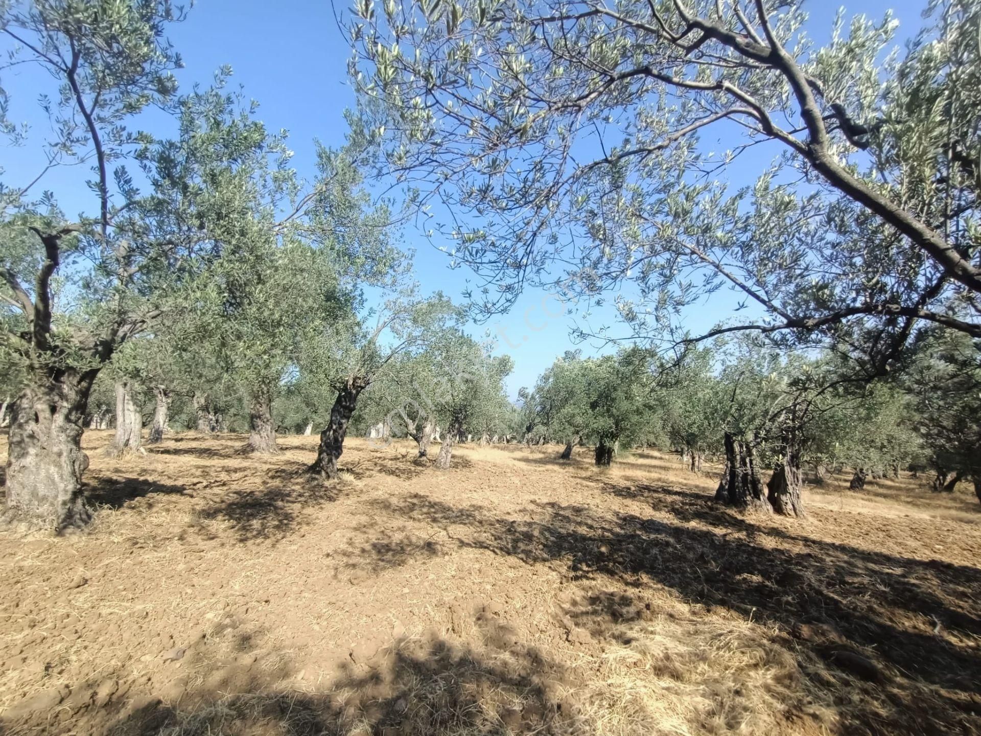 Uygar Gayrimenkul Havran Hamambaşı Mah Satılık 2850 M2 Zeytinlik - Görsel 14