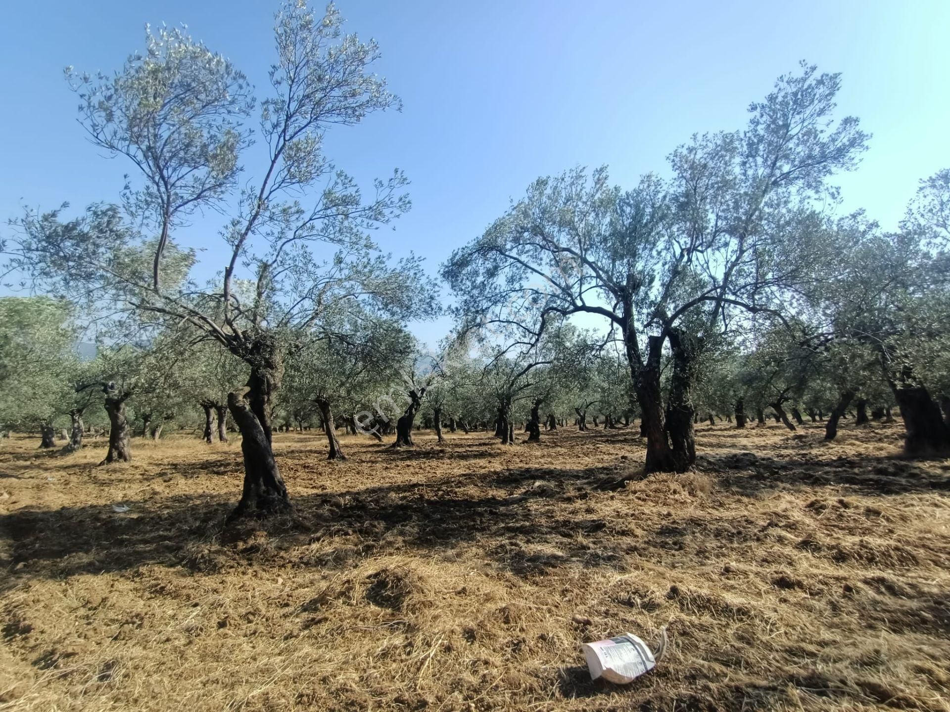 Uygar Gayrimenkul Havran Hamambaşı Mah Satılık 2850 M2 Zeytinlik - Görsel 19