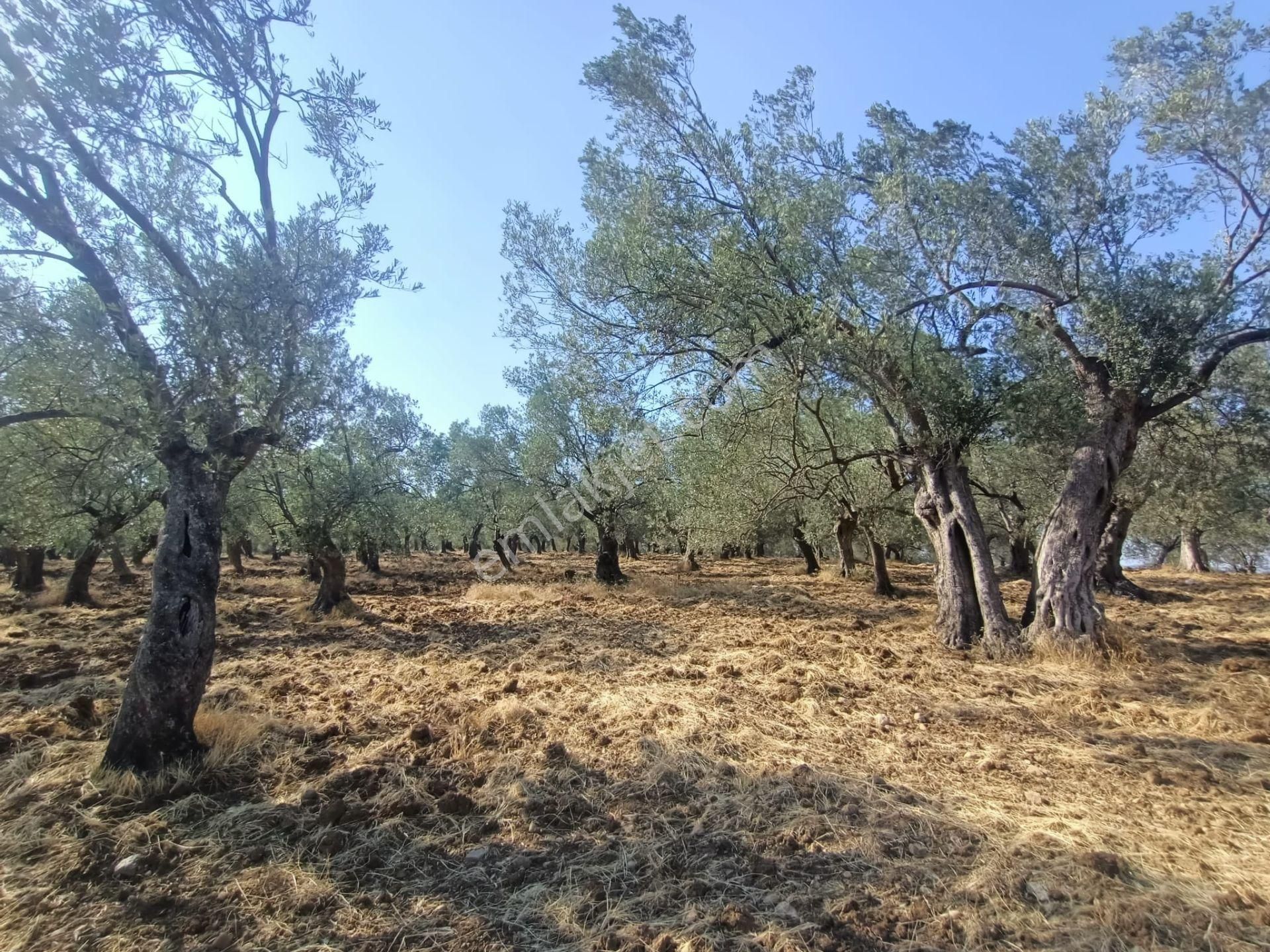 Uygar Gayrimenkul Havran Hamambaşı Mah Satılık 2850 M2 Zeytinlik - Görsel 29