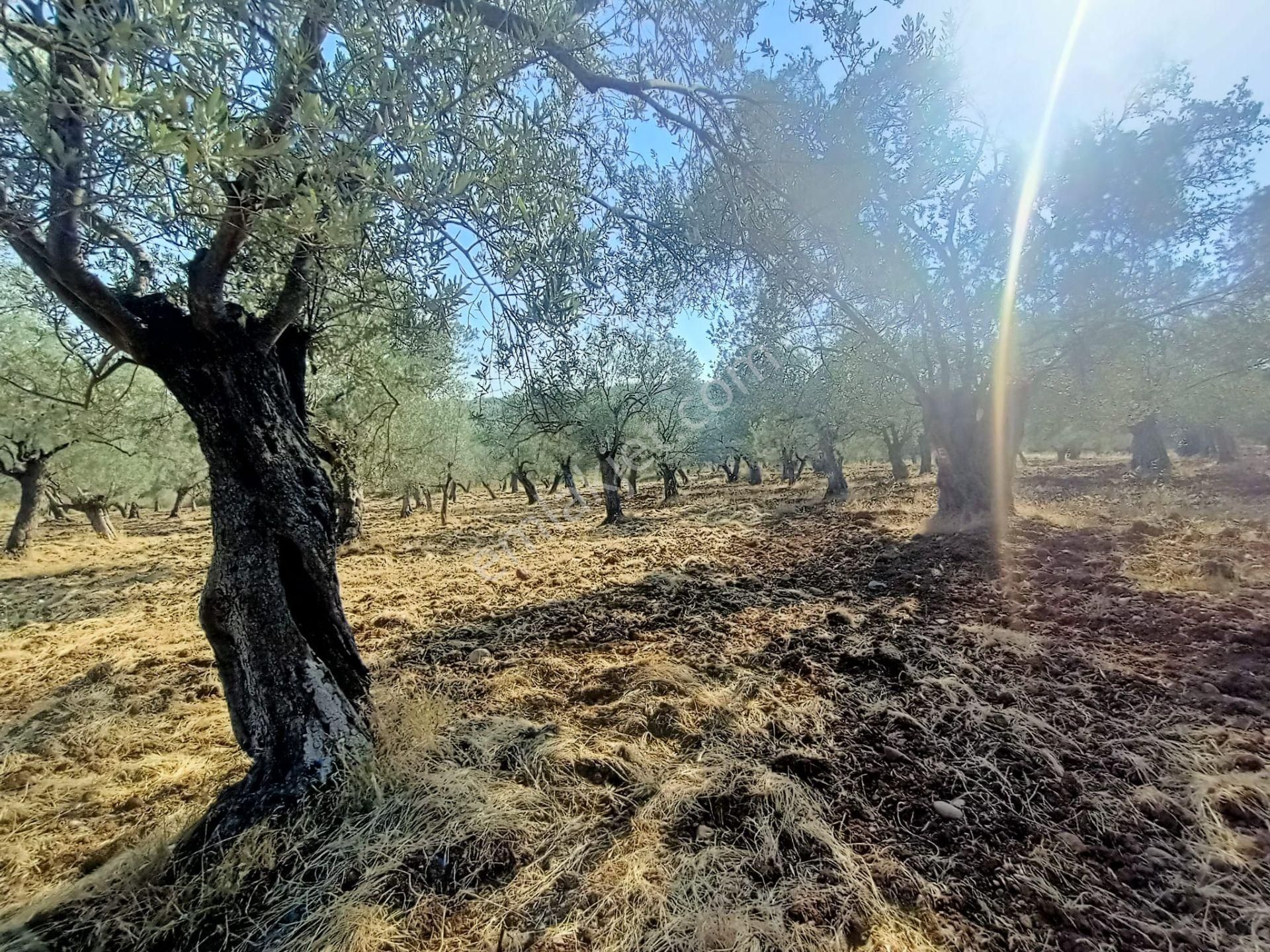 Uygar Gayrimenkul Havran Hamambaşı Mah Satılık 2850 M2 Zeytinlik - Görsel 3