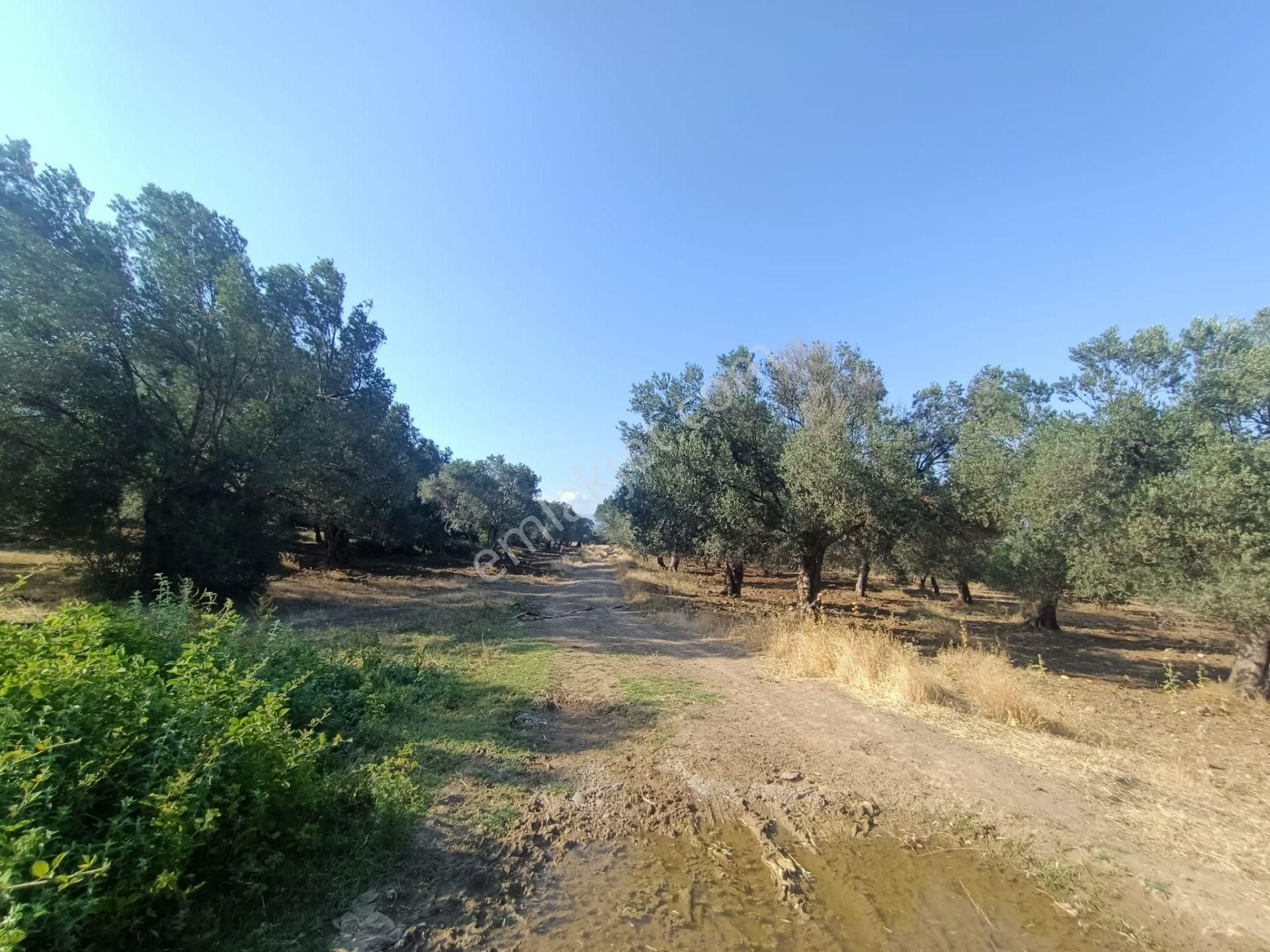 Uygar Gayrimenkul Havran Hamambaşı Mah Satılık 2850 M2 Zeytinlik - Görsel 5