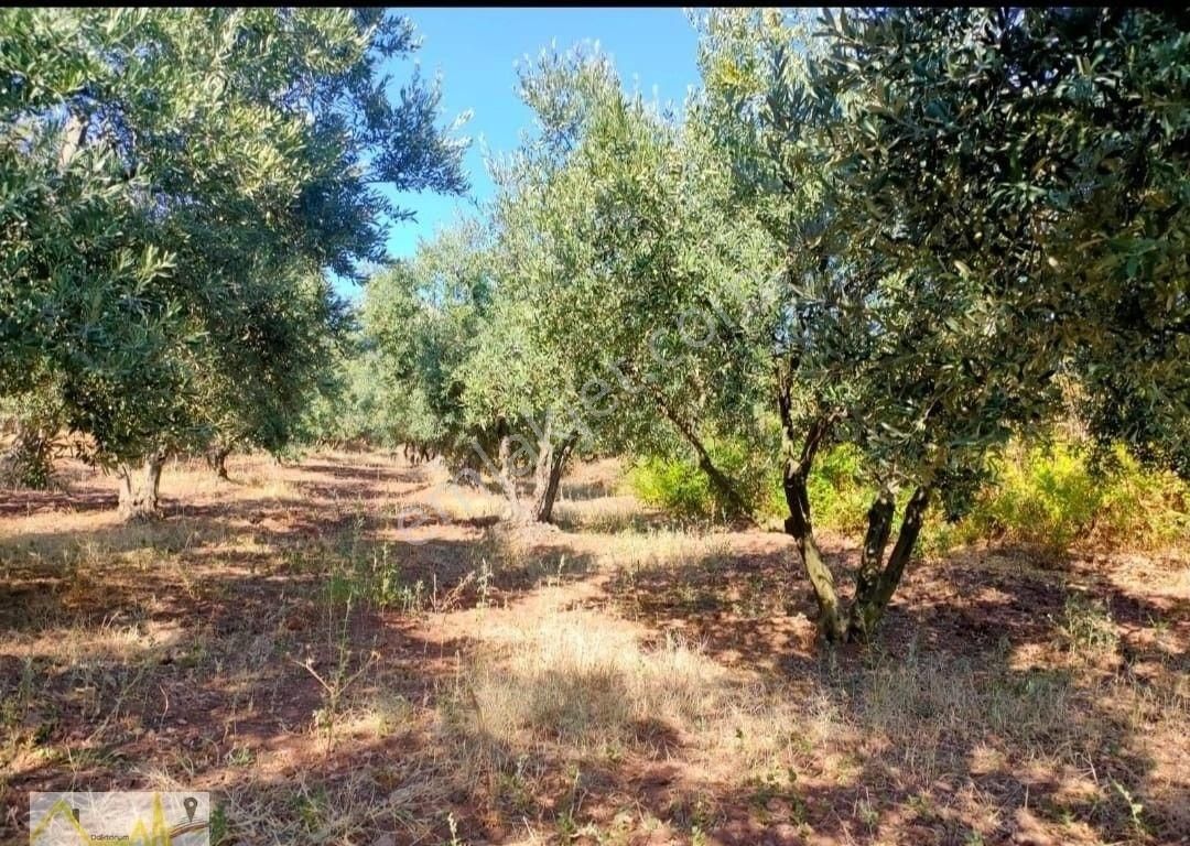 Bandırma Edincik Mahallesinde 830m2 İçerisine Bungalov Ve Tiny House Yapımına Uygun Satılık Arazi - Görsel 7