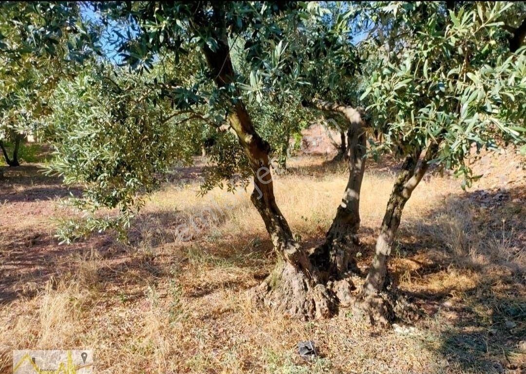 Bandırma Edincik Mahallesinde 830m2 İçerisine Bungalov Ve Tiny House Yapımına Uygun Satılık Arazi - Görsel 8