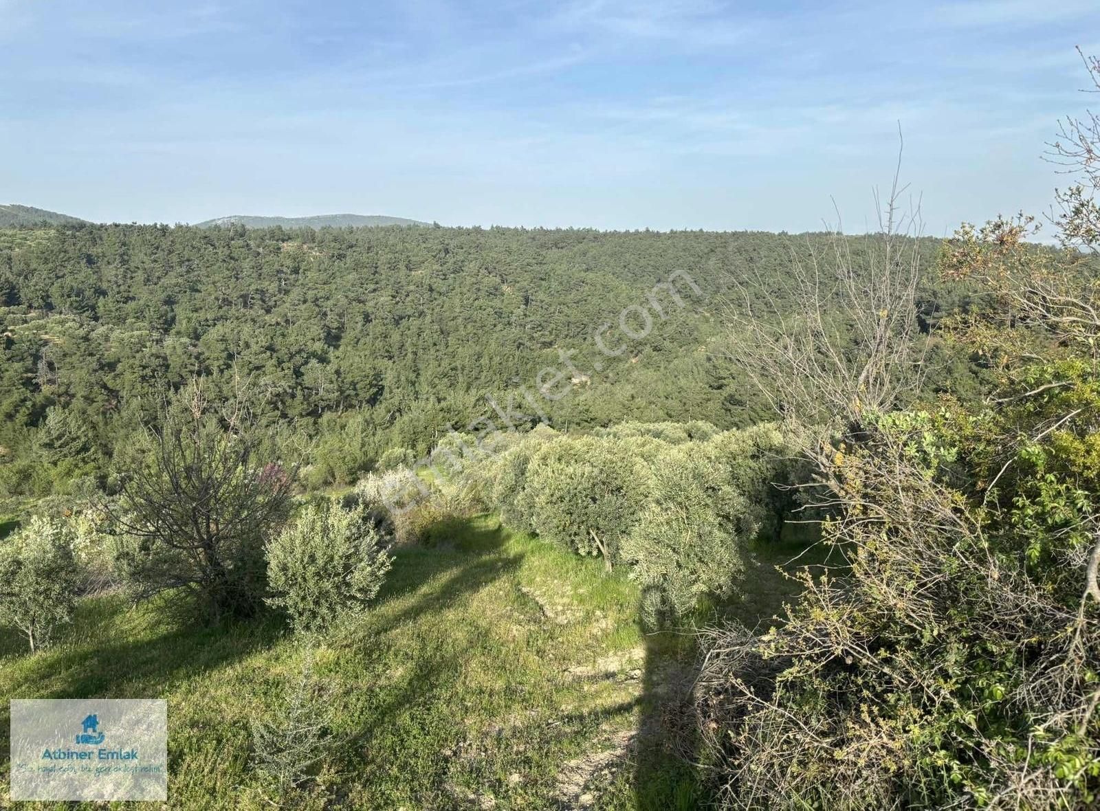 Saruhanlı Büyükbelen De 415 M2 Tek Tapu Zeytinlik