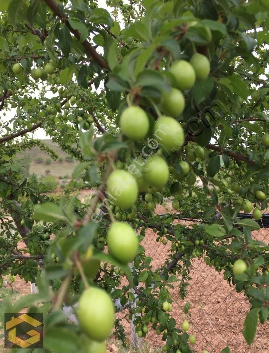Baraj Manzaralı Bahçe