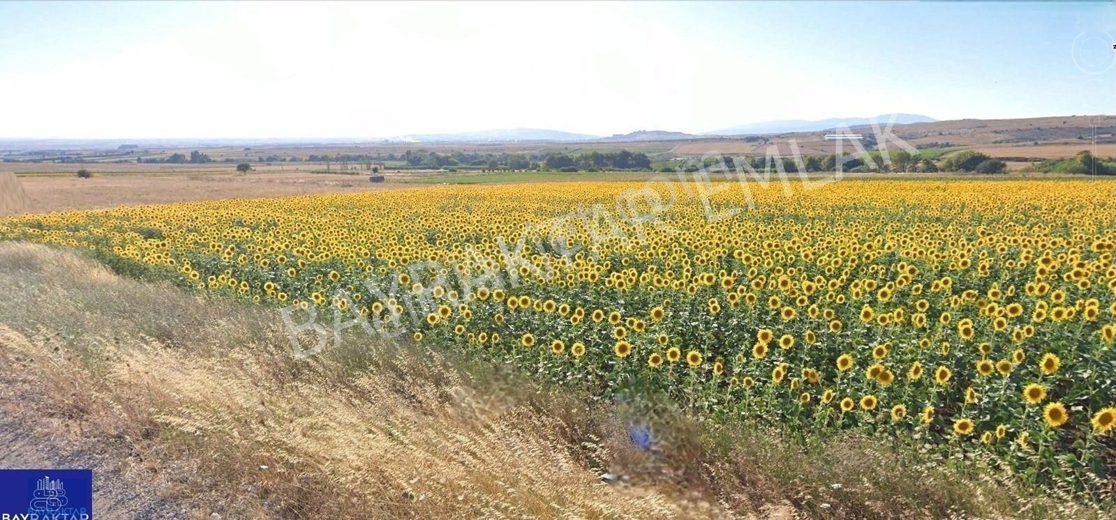 Bandırma Erikli'de Yol Problemi Olmayan Kümes İçin Çok Uygun 33.500 M2 Arazi Bayraktar Emlak'tan