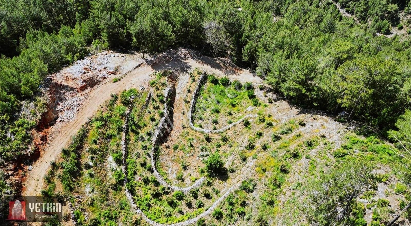 Alanya Oba Alacami'de Satılık 11 Dönüm Kurulu Düzen Bahçe - Görsel 2