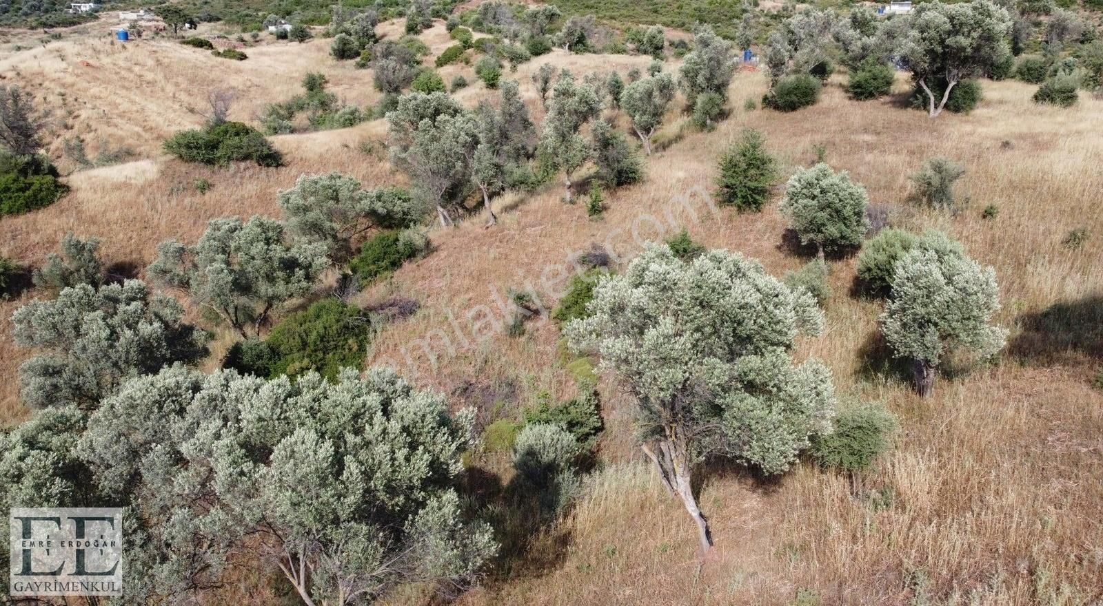 Seferihisar Orhanlı'da Yatırımlık Fırsat Tarla - Görsel 14