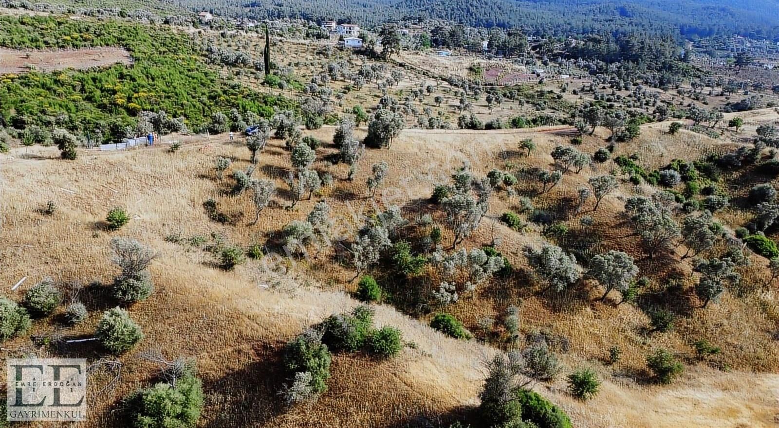 Seferihisar Orhanlı'da Yatırımlık Fırsat Tarla - Görsel 2