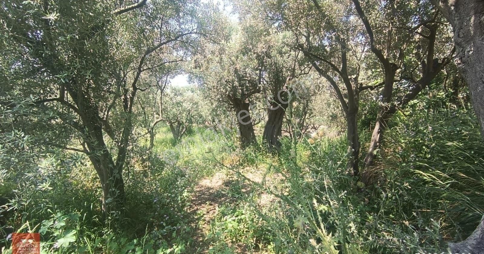 Balıkesir Erdek Hamamlı Mah. 878 M2 Satılık Zeytinlik Yatırımlık
