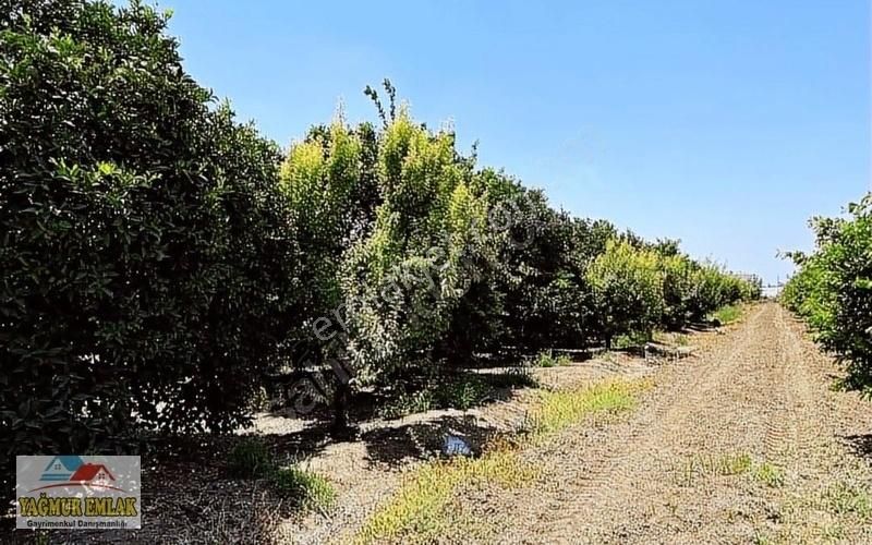 Yağmur Emlak'tan Müstakil Tapulu Narenciye Bahçesi Satılık