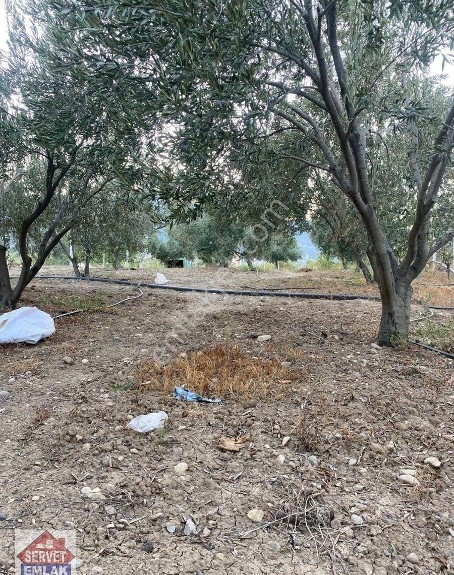 Satılık Süper Konumda 1850.metre Kare Arsa İçinde 1.adet Ev Su Elektirik Kuyusu Olan Zeytin Bahçesi - Görsel 12