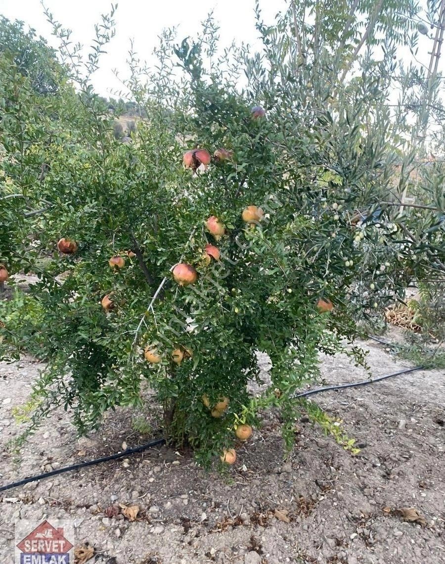 Satılık Süper Konumda 1850.metre Kare Arsa İçinde 1.adet Ev Su Elektirik Kuyusu Olan Zeytin Bahçesi - Görsel 17