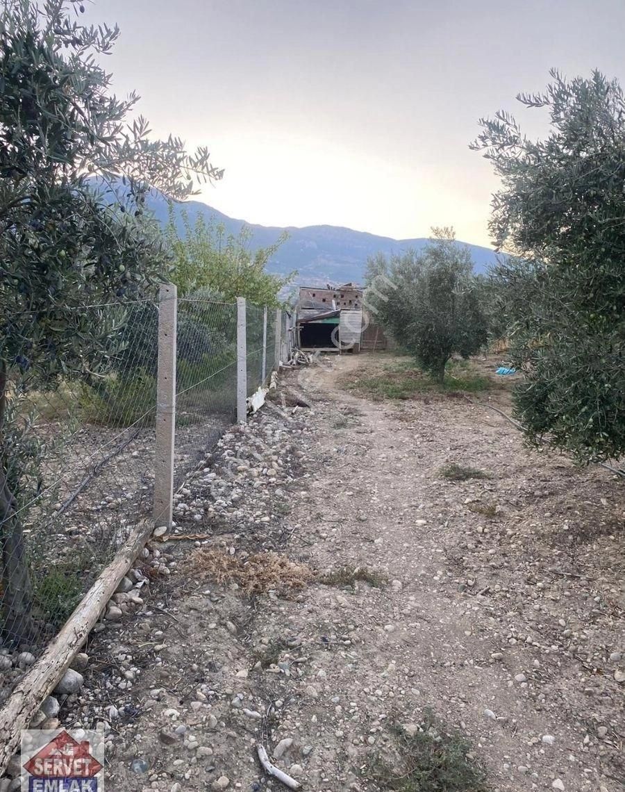 Satılık Süper Konumda 1850.metre Kare Arsa İçinde 1.adet Ev Su Elektirik Kuyusu Olan Zeytin Bahçesi - Görsel 2