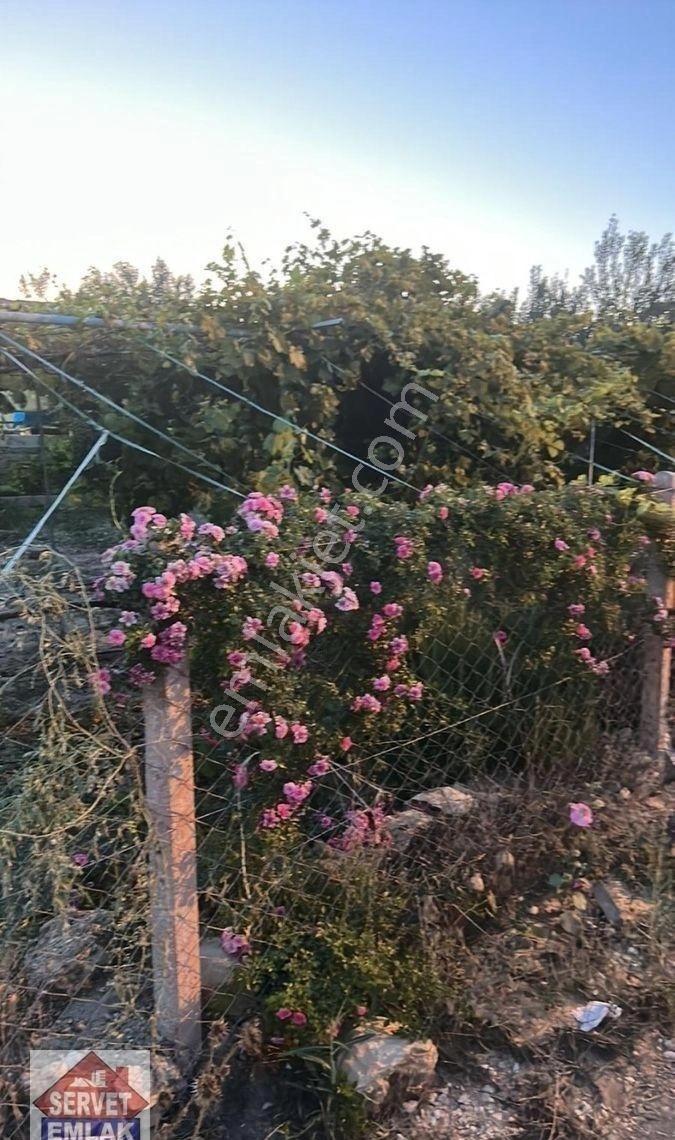 Satılık Süper Konumda 1850.metre Kare Arsa İçinde 1.adet Ev Su Elektirik Kuyusu Olan Zeytin Bahçesi - Görsel 18