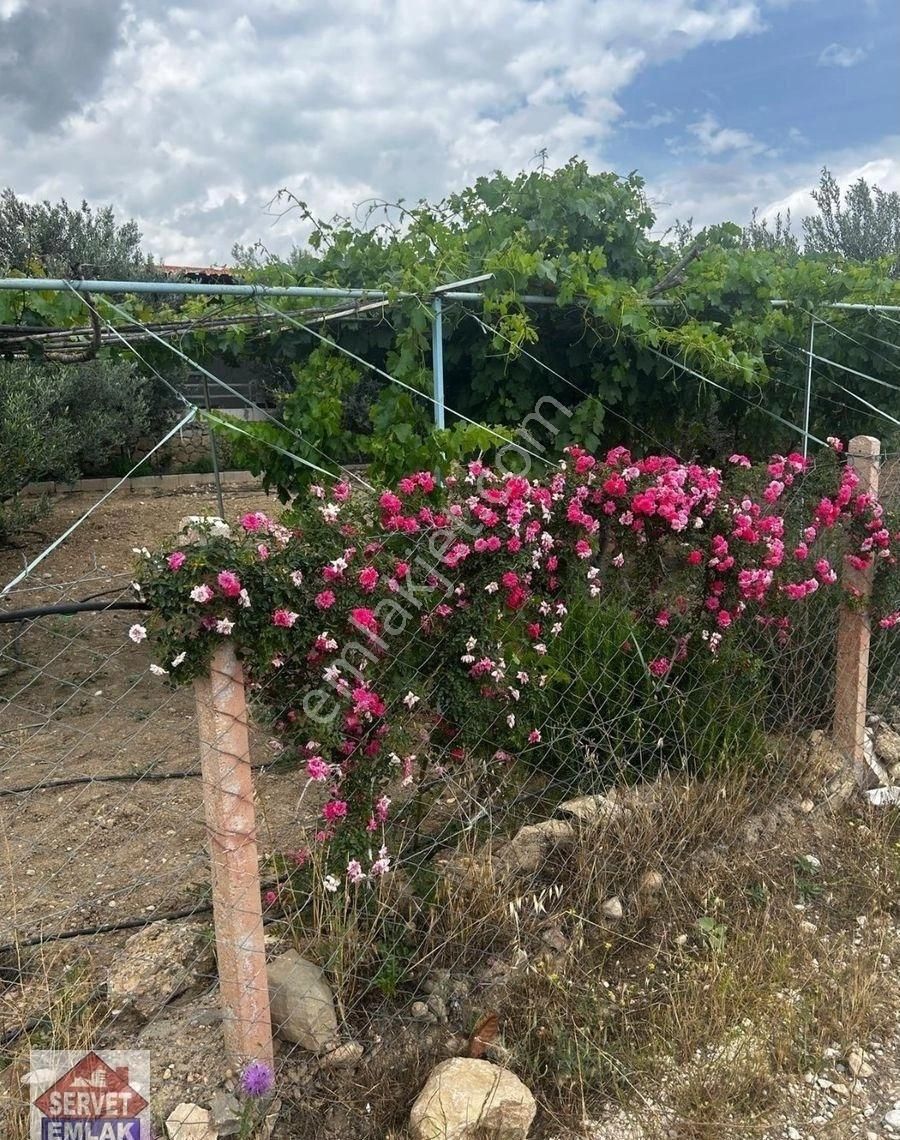 Satılık Süper Konumda 1850.metre Kare Arsa İçinde 1.adet Ev Su Elektirik Kuyusu Olan Zeytin Bahçesi - Görsel 7