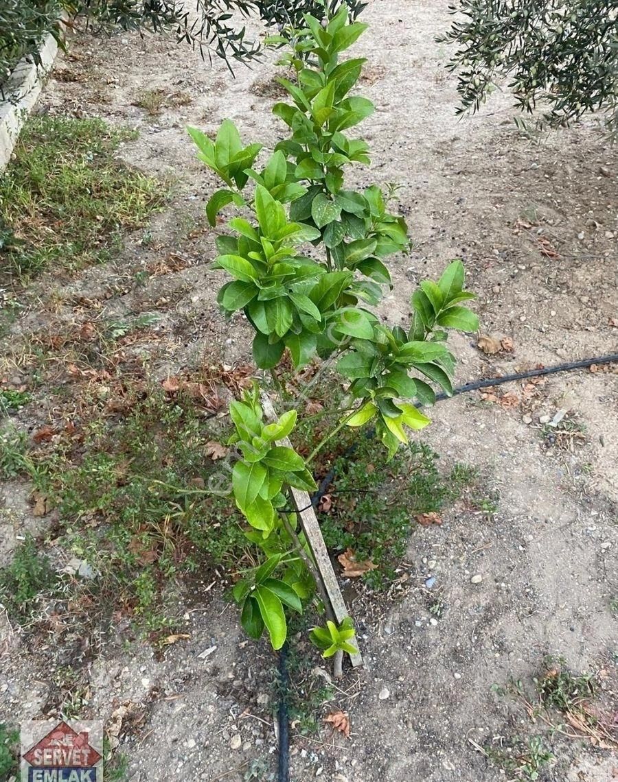 Satılık Süper Konumda 1850.metre Kare Arsa İçinde 1.adet Ev Su Elektirik Kuyusu Olan Zeytin Bahçesi - Görsel 11