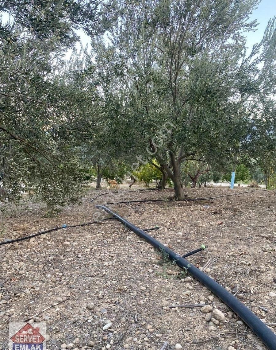 Satılık Süper Konumda 1850.metre Kare Arsa İçinde 1.adet Ev Su Elektirik Kuyusu Olan Zeytin Bahçesi - Görsel 14