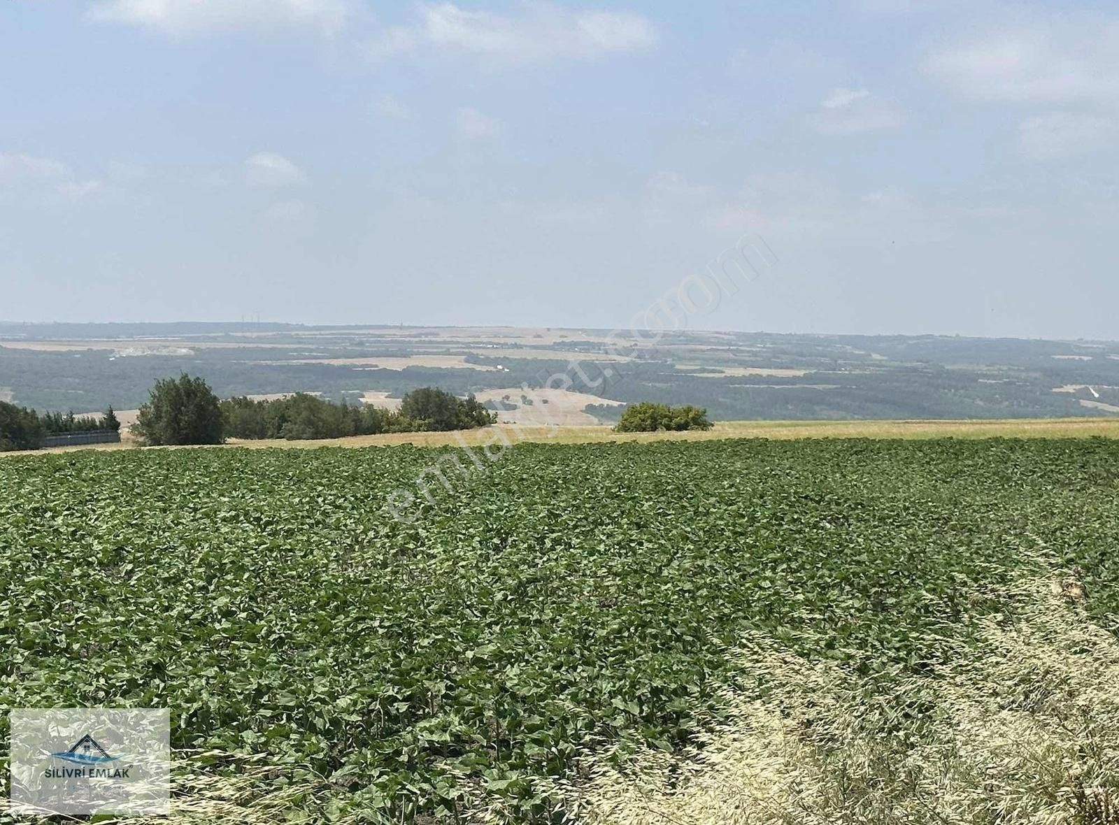 Değirmenköyde Asfalt Cephe İki Ayrı Tapu 14320 M2 Satılık Tarla