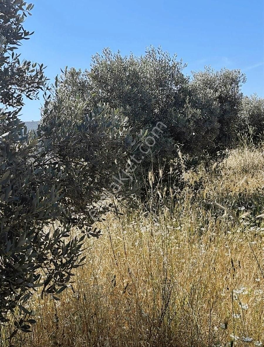 Akbaşlar'dan Milas Merkeze 3 Dk Mesafede Tarla Vasfında - Görsel 24