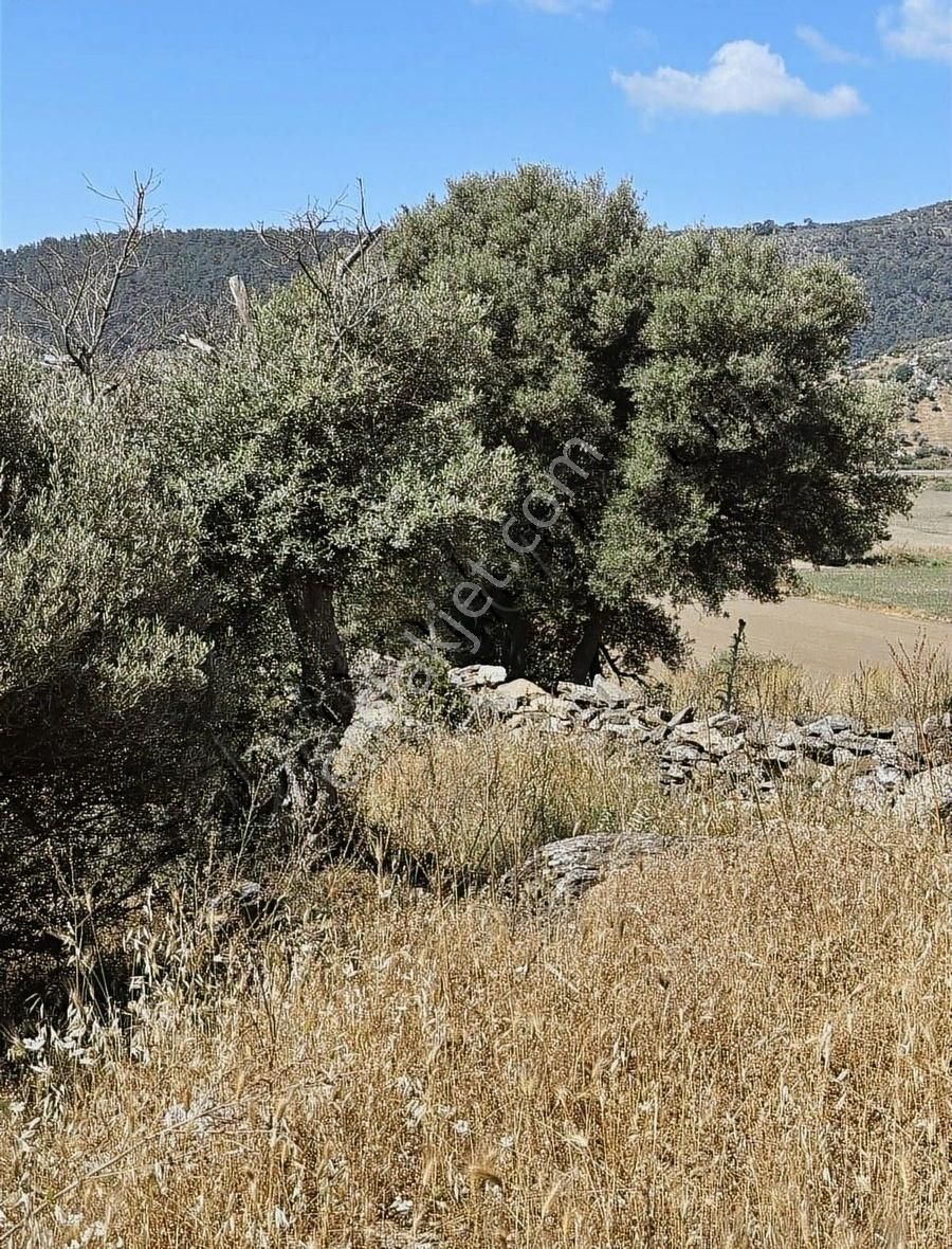 Akbaşlar'dan Milas Merkeze 3 Dk Mesafede Tarla Vasfında - Görsel 34