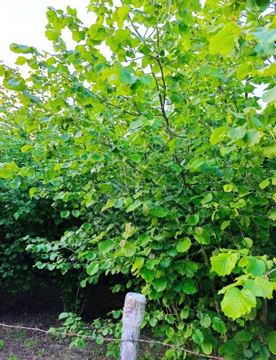 Satılık Fındık Bahçesi - Görsel 5