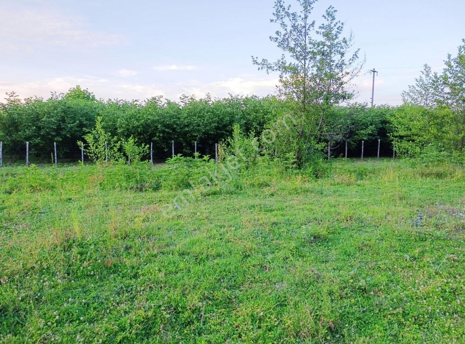 Satılık Fındık Bahçesi - Görsel 9