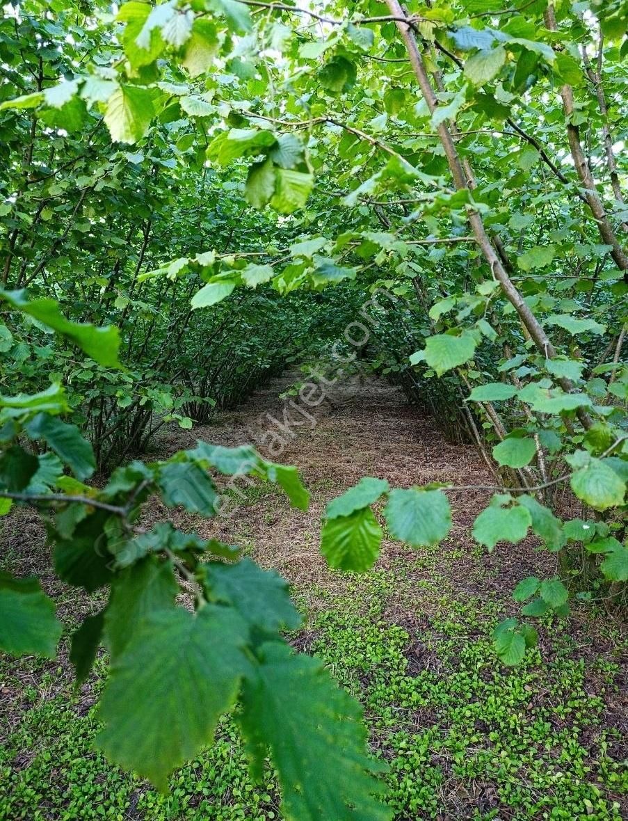 Satılık Fındık Bahçesi - Görsel 16