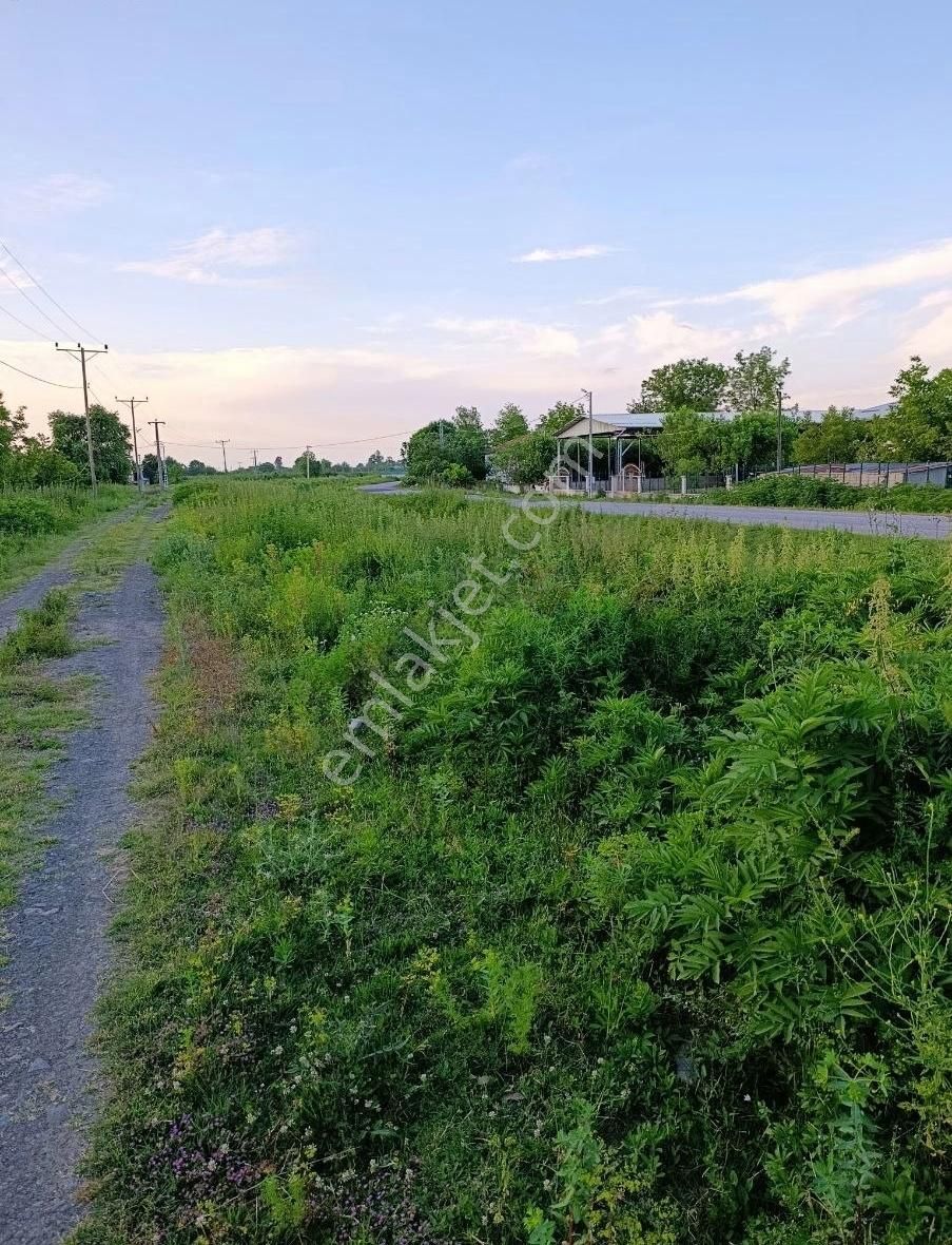 Satılık Fındık Bahçesi - Görsel 2